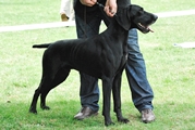 wye niemiecki, spinone italiano