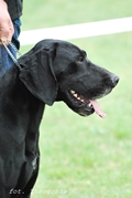 wye niemiecki, spinone italiano