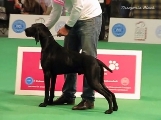 wye niemiecki, spinone italiano