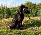 wye niemiecki, spinone italiano