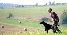 wye niemiecki, spinone italiano