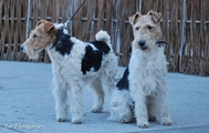 wye niemiecki, spinone italiano