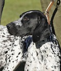 wye niemiecki, spinone italiano