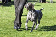 wye niemiecki, spinone italiano