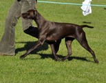 wye niemiecki, spinone italiano