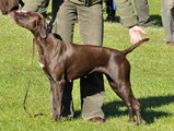 wye niemiecki, spinone italiano