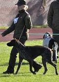 wye niemiecki, spinone italiano