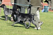 wye niemiecki, spinone italiano