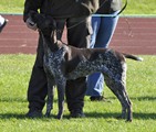 wye niemiecki, spinone italiano