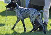 wye niemiecki, spinone italiano