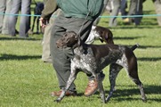 wye niemiecki, spinone italiano