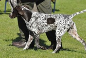 wye niemiecki, spinone italiano