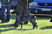 wye niemiecki, spinone italiano