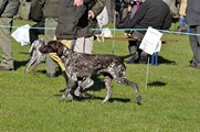 wye niemiecki, spinone italiano