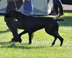 wye niemiecki, spinone italiano
