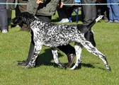 wye niemiecki, spinone italiano
