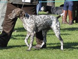 wye niemiecki, spinone italiano