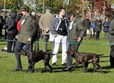 wye niemiecki, spinone italiano