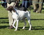 wye niemiecki, spinone italiano