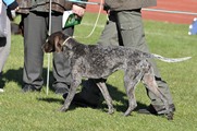 wye niemiecki, spinone italiano