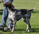wye niemiecki, spinone italiano