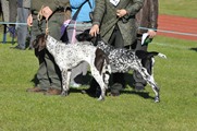 wye niemiecki, spinone italiano
