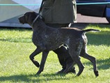 wye niemiecki, spinone italiano