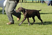 wye niemiecki, spinone italiano