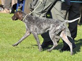 wye niemiecki, spinone italiano