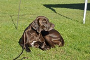 wye niemiecki, spinone italiano