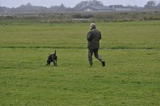 wye niemiecki, spinone italiano