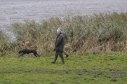 wye niemiecki, spinone italiano