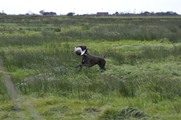 wye niemiecki, spinone italiano