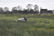wye niemiecki, spinone italiano