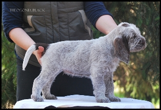 wye niemiecki, spinone italiano