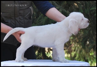 wye niemiecki, spinone italiano