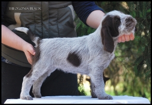 wye niemiecki, spinone italiano