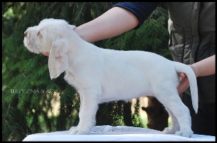 wye niemiecki, spinone italiano