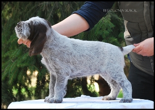 wye niemiecki, spinone italiano