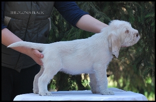 wye niemiecki, spinone italiano