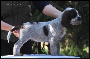 wye niemiecki, spinone italiano