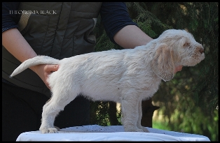 wye niemiecki, spinone italiano