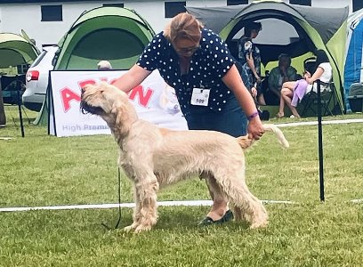 wye niemiecki, spinone italiano