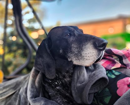 wye niemiecki, spinone italiano