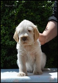 wyżeł niemiecki, spinone italiano