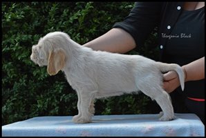 wyżeł niemiecki, spinone italiano