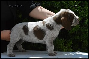 wyżeł niemiecki, spinone italiano