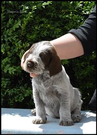 wyżeł niemiecki, spinone italiano