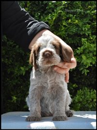 wyżeł niemiecki, spinone italiano