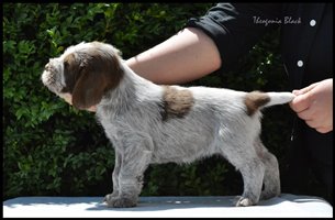 wyżeł niemiecki, spinone italiano